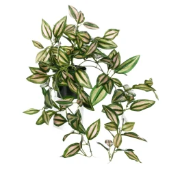 Decoración De Primavera|Plantas Verdes>DecoWoerner Tradecantia Colgante En Maceta De 30 Cm De Altura verde