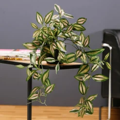 Decoración De Primavera|Plantas Verdes><noscript><img width=