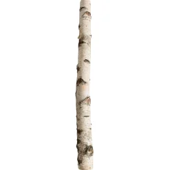 Decoración Natural>DecoWoerner Tronco De Abedul 100 Cm Aprox. 6-10 Cm Ø Beige