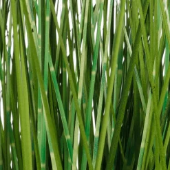 Plantas De Interior|Hierba Decorativa><noscript><img width=